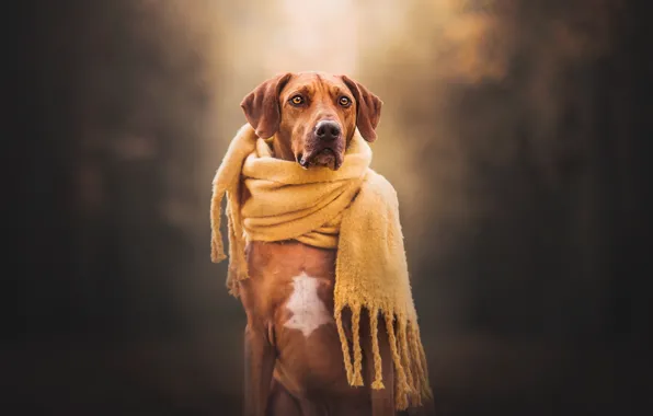 Picture background, dog, scarf, Rhodesian Ridgeback