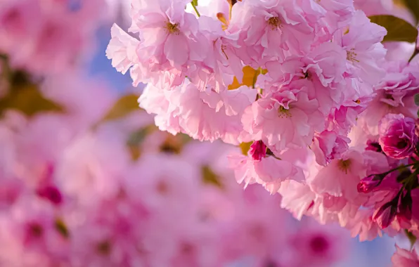Light, flowers, branch, spring, Sakura, pink, flowering, almonds
