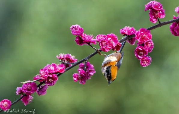 Branch, bird, drain, baby