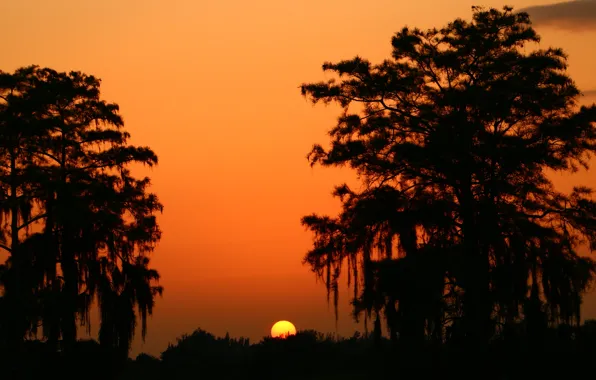 Picture the sun, trees, sunset, silhouettes