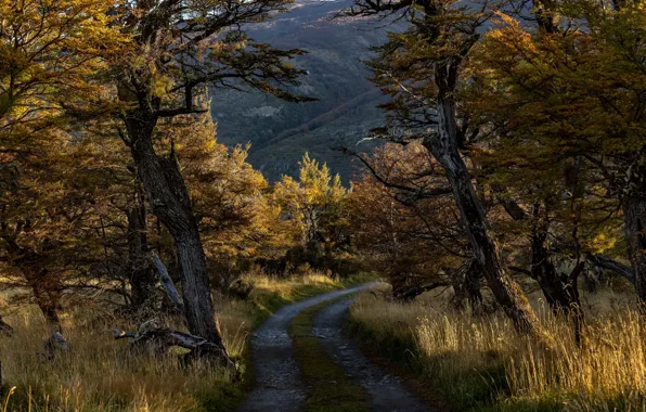 Road, forest, mountains, Andes, Patagonia