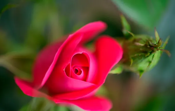 Flower, rose, Bud