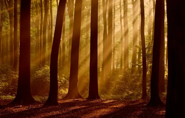 Autumn, leaves, rays, light, trees, nature, tree, foliage