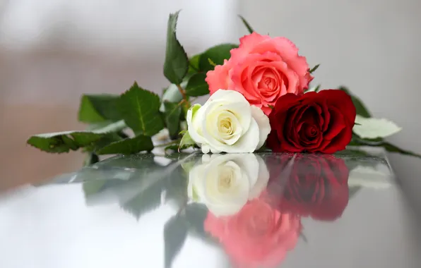 Picture photo, Flowers, Three, Roses