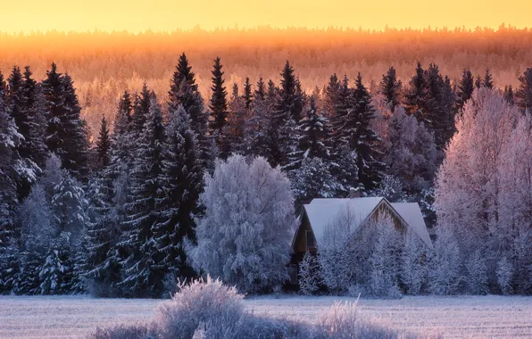 Winter, forest, snow, house, frost, cold winter day