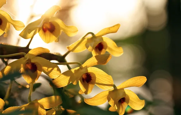 Macro, flowers, nature