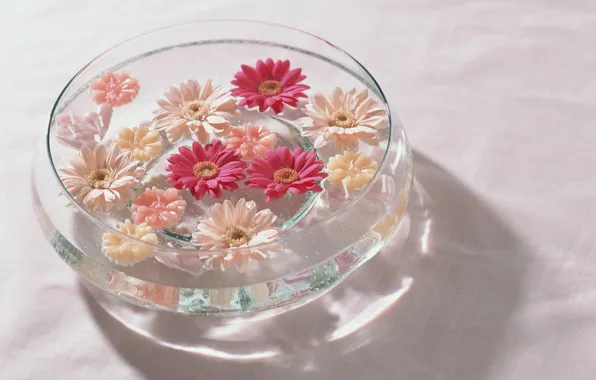Water, flowers, red, vase, pink, white, gerbera