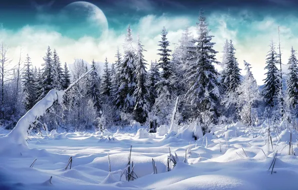 Winter, snow, Tree