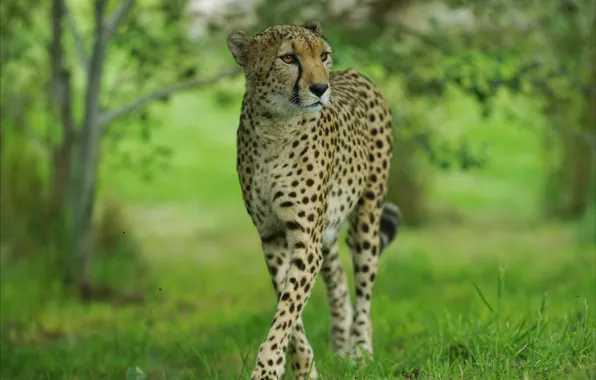 Picture Cheetah, grace, wild cat