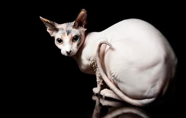 Picture cat, eyes, cat, black background, Sphinx