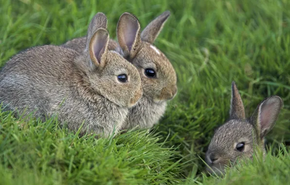 Picture grass, eyes, rabbits
