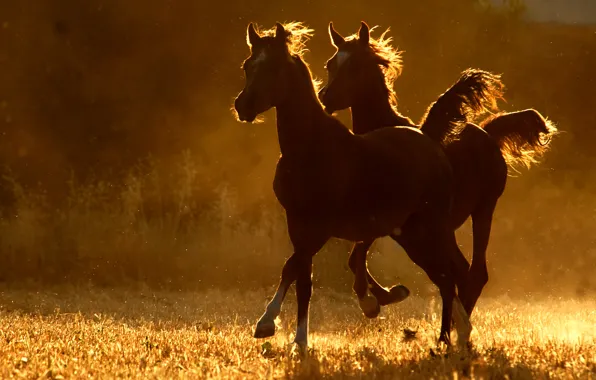 Two, horse, running