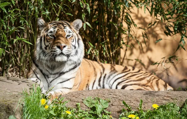 Picture flowers, tiger, stones