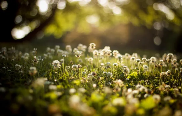 Summer, grass, clover