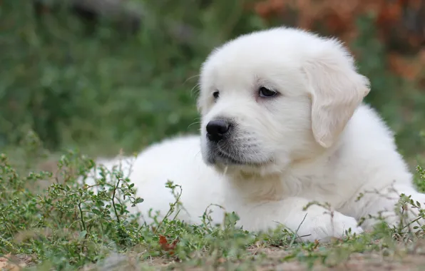White, grass, puppy, Labrador, Retriever