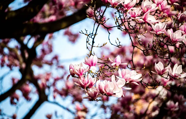 Flowers, branches, tree, spring, pink, flowering, flowering tree, bokeh