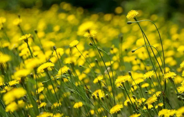 Summer, flowers, yellow, meadow, field, a lot