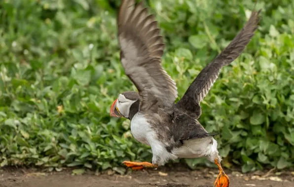 Picture stalled, wings, bird