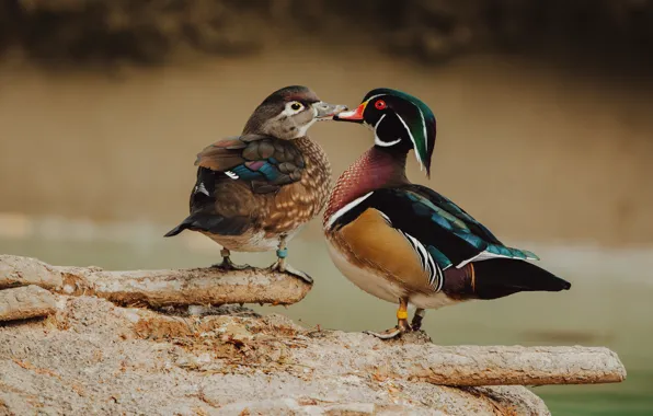Picture love, birds, background, bright, two, duck, wild, duck