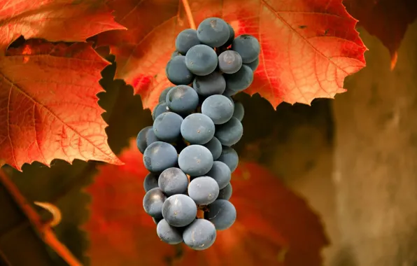 Autumn, leaves, macro, grapes