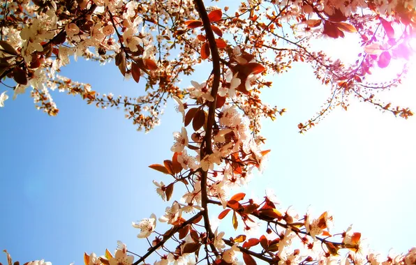 Picture the sun, flowers, branches, nature, tree, petals, day, nature