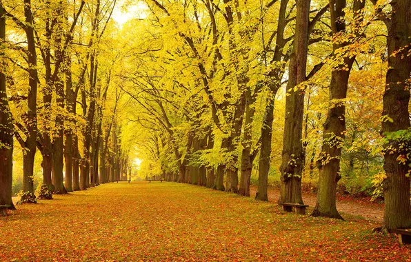 Picture autumn, leaves, trees, Park, Germany, Bayern, alley, bench