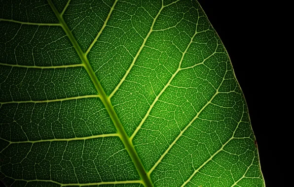 Green, black, leaf