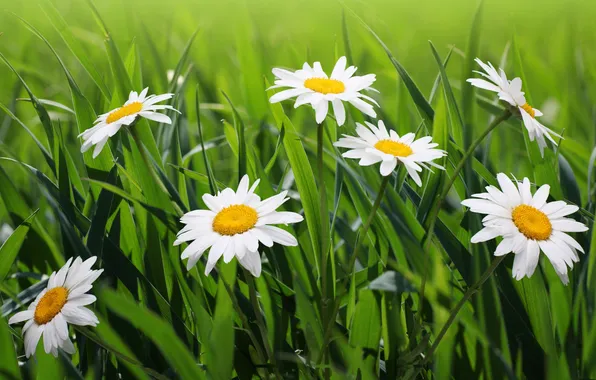 Picture grass, flowers, nature, chamomile, green