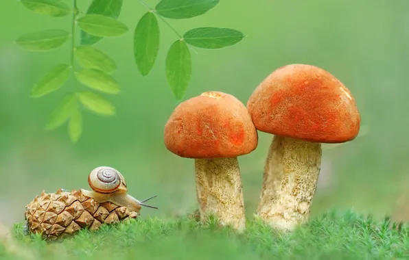 Mushrooms, snail, leaves, bump, aspen