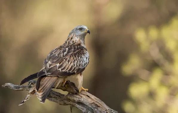 Picture bird, predator, snag, Falcon, Merlin