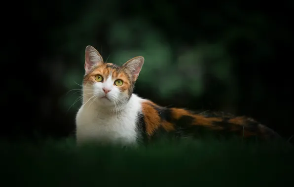 Picture cat, look, background, portrait, pussy, bokeh