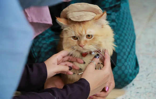 Cat, cat, look, pose, kitty, face