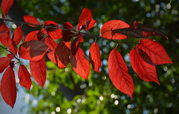 Autumn, Leaves, Red, Red, Autumn, Leaves