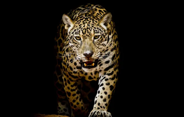 Picture background, black, leopard