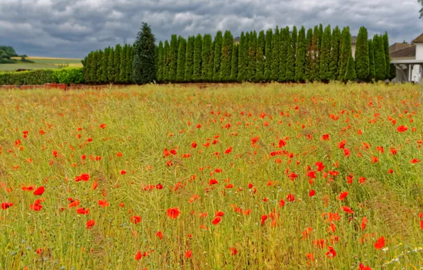 Field, summer, grass, trees, flowers, Maki