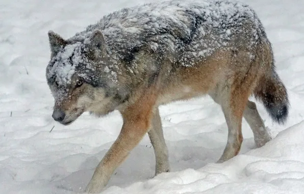 Nature, predator, animal, wolf, wildlife, portrait, portrait., Canis lupus. face