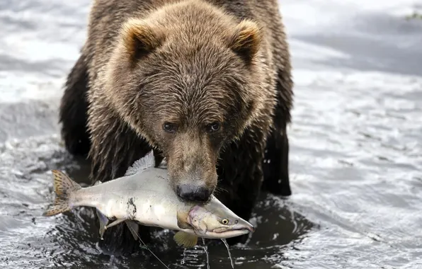 River, fish, bear