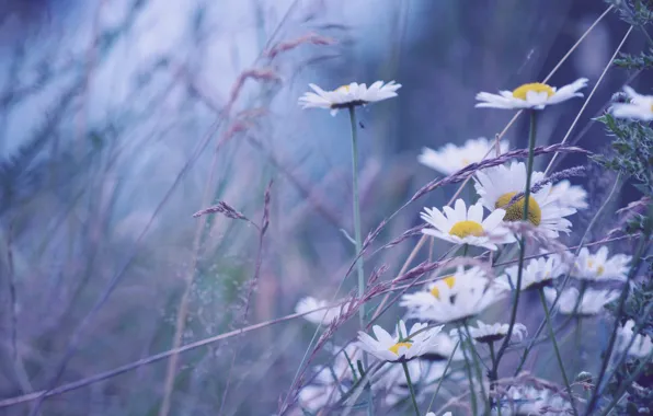 Picture grass, macro, chamomile, bokeh