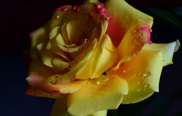 Flower, drops, romance, tenderness, rose, beauty, rose, flower