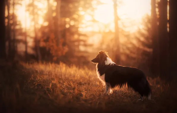 Autumn, forest, grass, the sun, light, trees, nature, pose