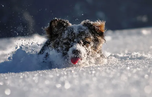 Language, face, snow, mood, Winter, plays, dog