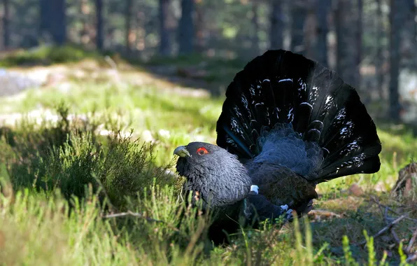 Picture nature, bird, Capercaillie