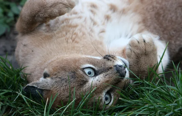 Cat, grass, face, Caracal, steppe lynx