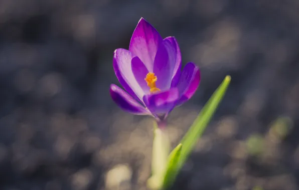 Flower, macro, nature, earth, spring, primrose, Krokus