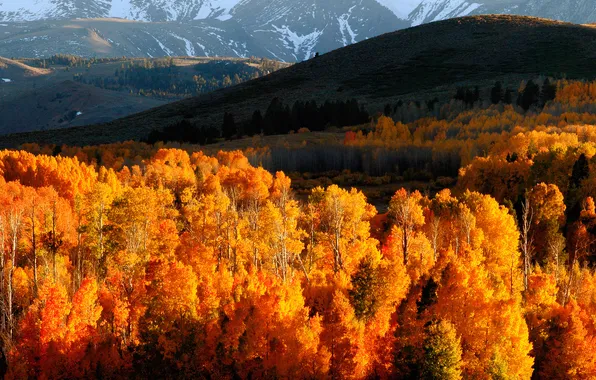 Autumn, forest, mountains