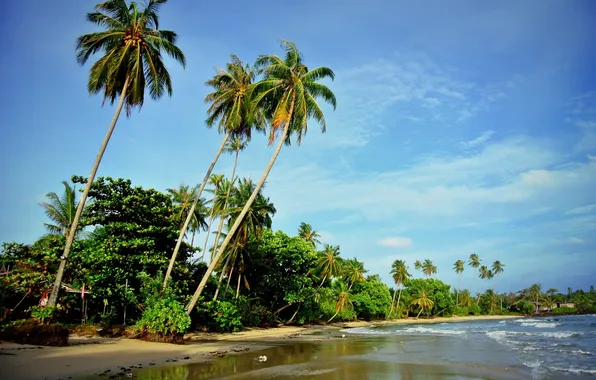 Sea, wave, beach, nature, palm trees