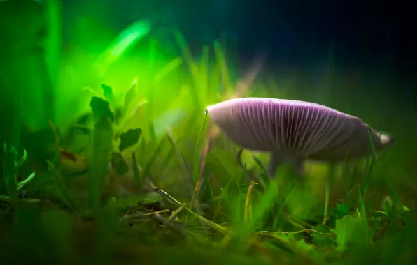 Picture grass, mushroom, blur, grass