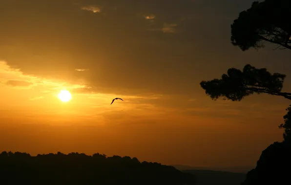 Sea, the sun, landscape, nature, sunrise, tree, Seagull