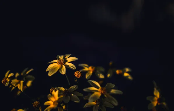 Color, Flower, Plant, Plants, Flower, Flowers, Color, Flora