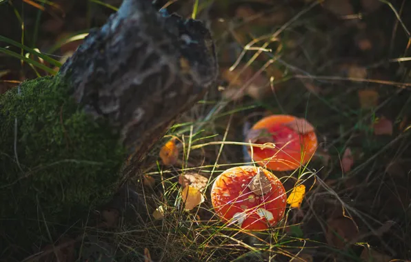 Autumn, grass, nature, mushrooms, mushroom, stump, Amanita, a couple